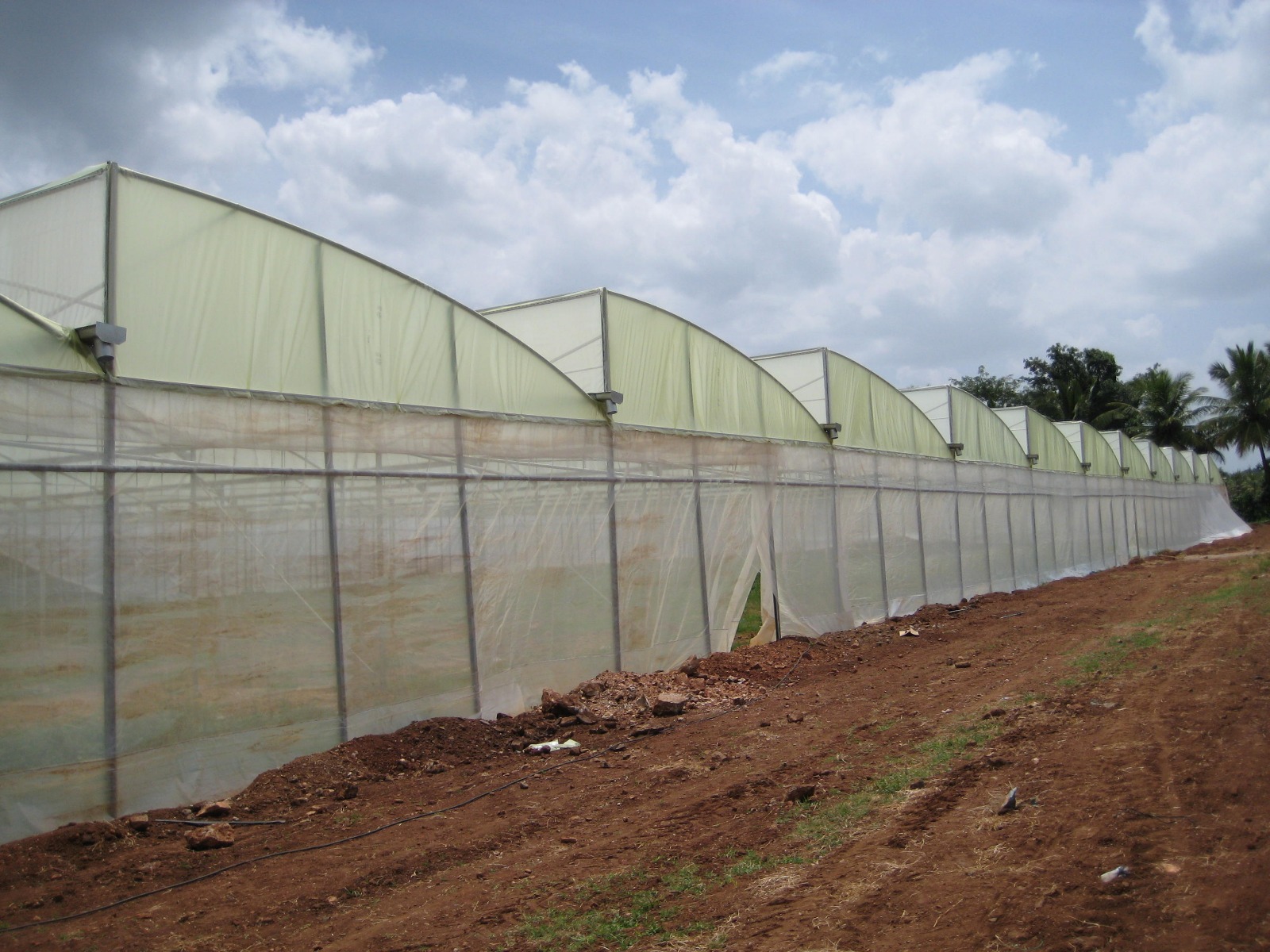 Greenhouse Project 31